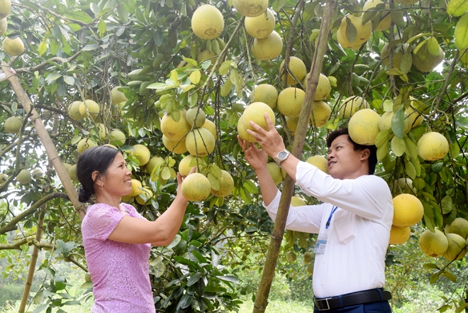 Quản lý nông sản theo lý thuyết chuỗi giá trị: Trường hợp nghiên cứu tại huyện Yên Bình, tỉnh Yên Bái