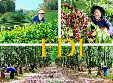 Thu hút đầu tư trực tiếp nước ngoài vào phát triển nông nghiệp công nghệ cao ở Việt Nam