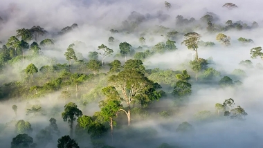 Rừng nhiệt đới có thể chết hàng loạt do nhiệt độ Trái Đất tăng