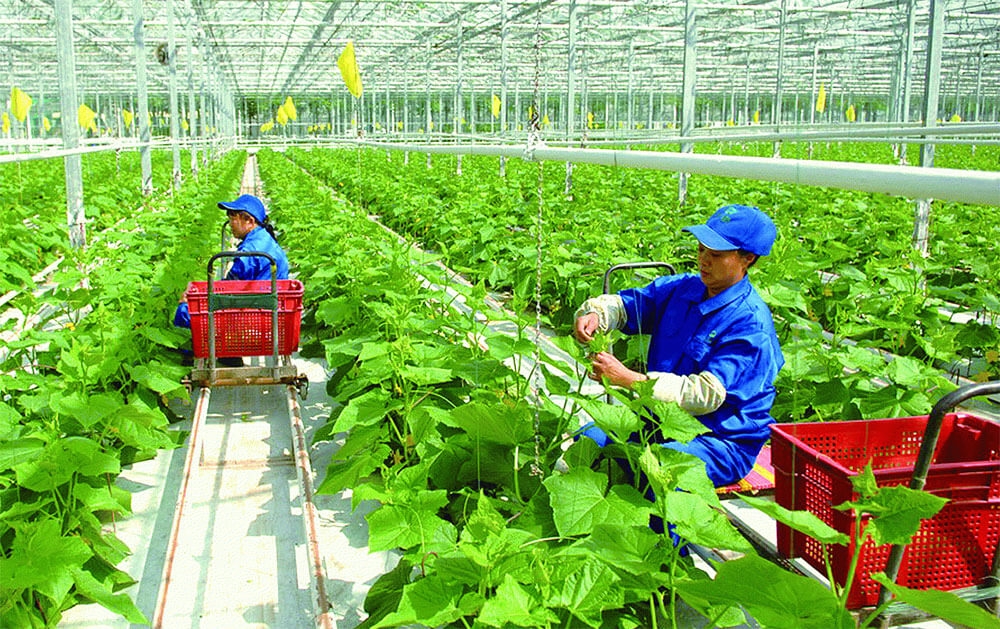 Thúc đẩy sản xuất nông nghiệp xanh tại Việt Nam: Thực trạng và một số hàm ý