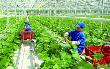 Thúc đẩy sản xuất nông nghiệp xanh tại Việt Nam: Thực trạng và một số hàm ý