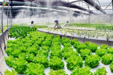 Phát triển nông nghiệp xanh: Thực trạng và một số giải pháp