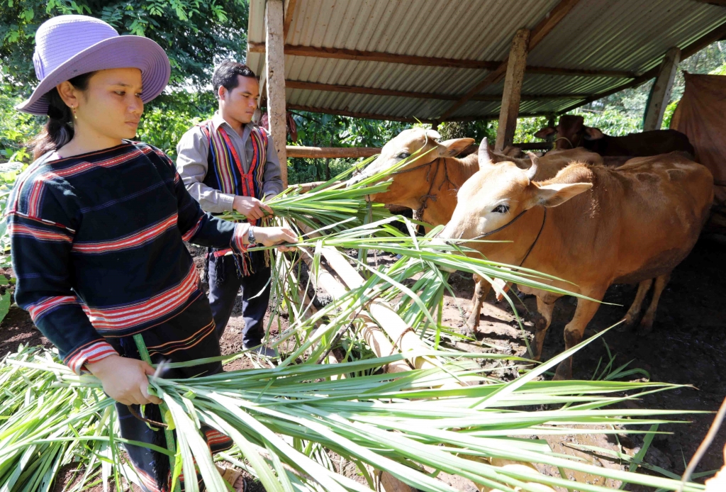 Giải pháp giảm nghèo cho đồng bào dân tộc thiểu số tại thị xã Ayun Pa, tỉnh Gia Lai