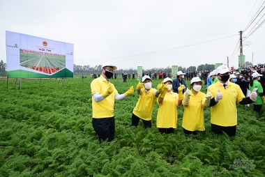 Giải pháp phát triển sản xuất rau xuất khẩu của tỉnh Hải Dương