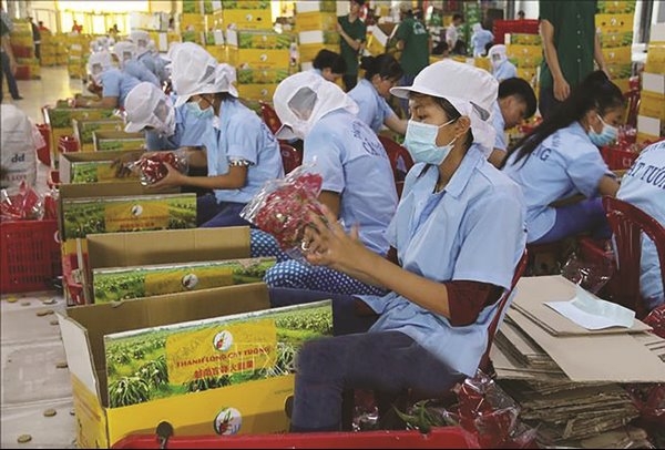 Chuỗi cung ứng nông sản xuất khẩu của Việt Nam
