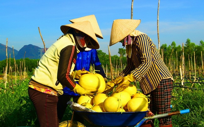 Tái cơ cấu nông nghiệp thị xã An Nhơn, tỉnh Bình Định: Thực trạng và giải pháp phát triển