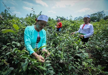 Hiệu quả trồng cây dược liệu trên đồng ruộng của các hộ nông dân tại huyện Yên Thủy, tỉnh Hòa Bình