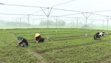 Tăng cường quản lý nhà nước về đất nông nghiệp trên địa bàn huyện Vĩnh Lộc, tỉnh Thanh Hóa