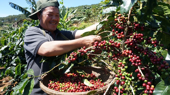 Đánh giá lòng trung thành của nông dân đối với đại lý thu mua cà phê trên địa bàn tỉnh Lâm Đồng