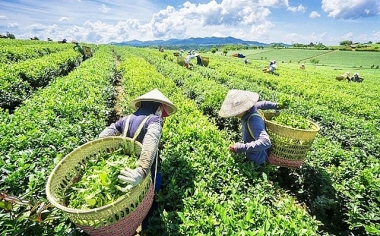 Nghiên cứu năng lực nhà quản trị của các doanh nghiệp xuất khẩu chè Việt Nam