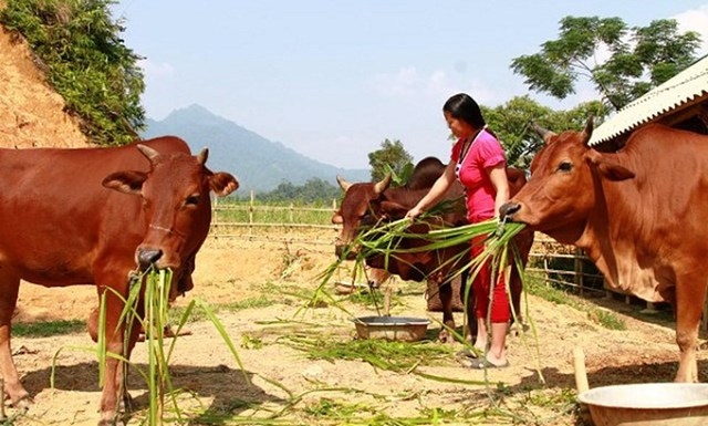 Phát triển dịch vụ xã hội cơ bản để giảm nghèo đa chiều ở tỉnh Thanh Hóa: thực trạng và giải pháp