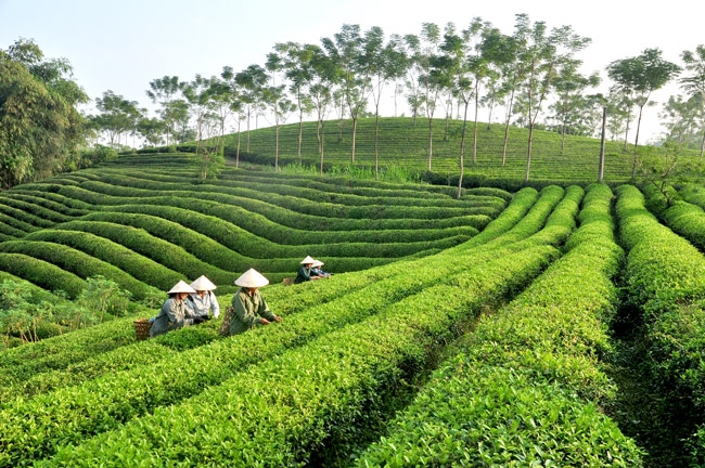 Tác động của đô thị hóa đến sự phát triển kinh tế nông nghiệp huyện Yên Sơn, tỉnh Tuyên Quang