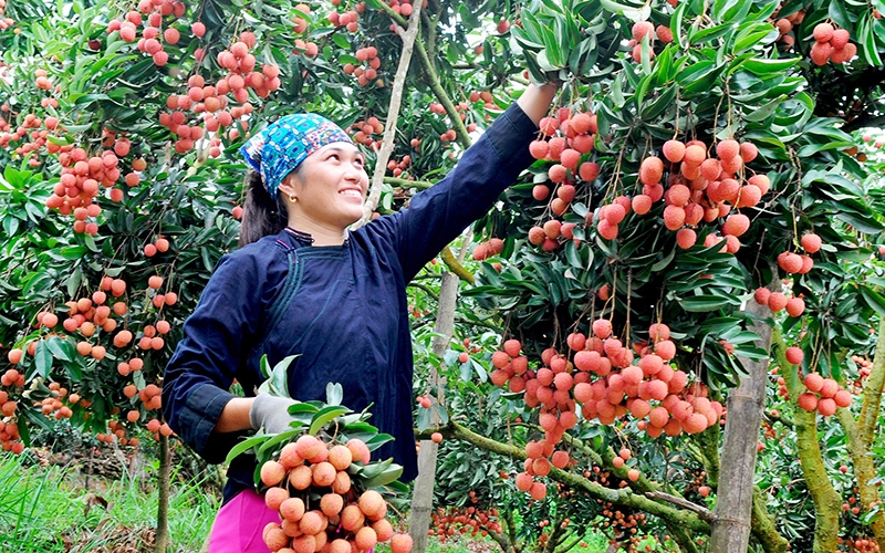 Vai trò của chỉ dẫn địa lý trong việc gia tăng giá trị kinh tế nông sản Việt Nam