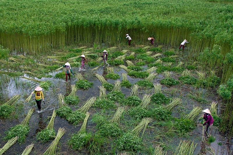 Vai trò của phụ nữ trong quá trình chuyển đổi nông nghiệp ở khu vực Đồng bằng sông Cửu Long