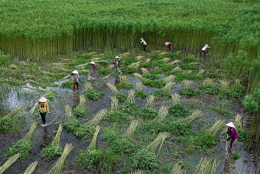 Vai trò của phụ nữ trong quá trình chuyển đổi nông nghiệp ở khu vực Đồng bằng sông Cửu Long