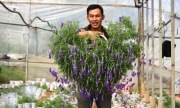 Bonsai lavender độc đáo chơi Tết