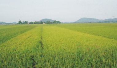 Từ ngày 7/3/2016, dùng đất trồng lúa vào mục đích phi nông nghiệp phải nộp tiền