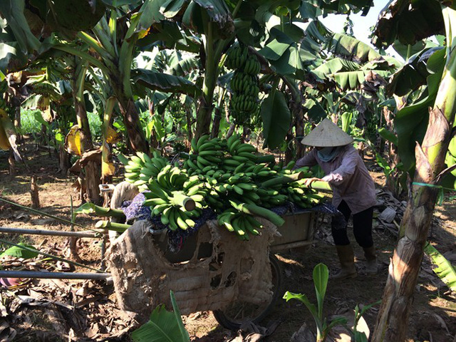 Chuối ế, heo rớt giá và chuyện không mới của nông nghiệp Việt