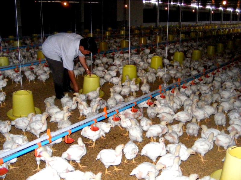 CPTPP mang lại tích cực nhiều hơn cho ngành chăn nuôi Việt Nam