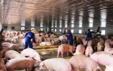 Phối hợp chặt chẽ giữa các cơ quan chức năng ngăn ngừa vận chuyển lợn nhập lậu