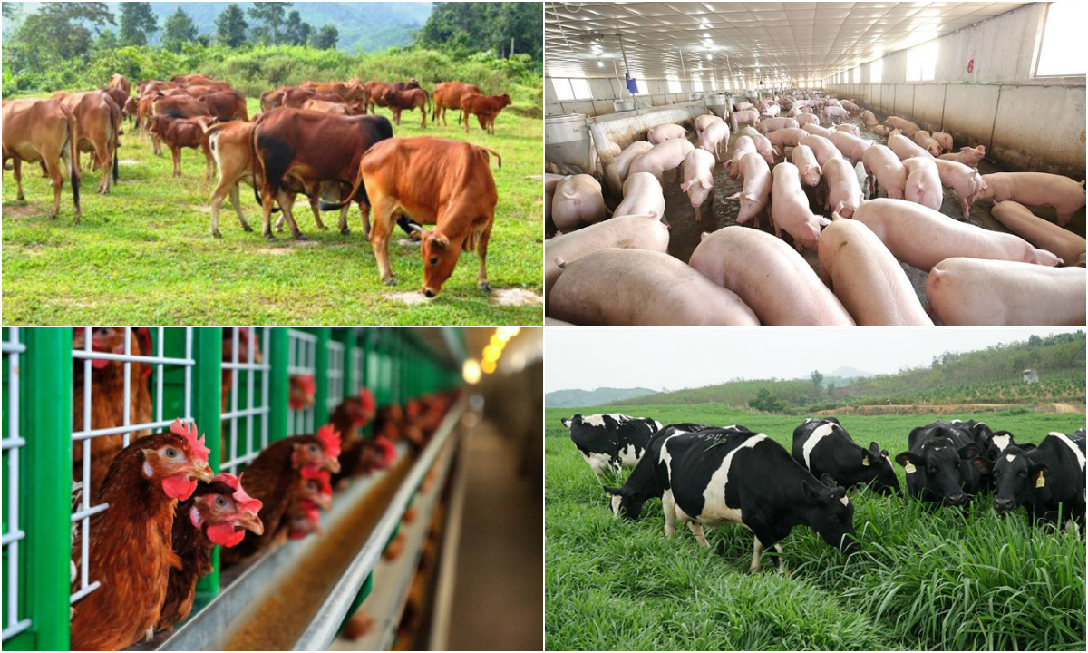 Bộ Nông nghiệp và Phát triển nông thông công bố tiêu chí kinh tế trang trại
