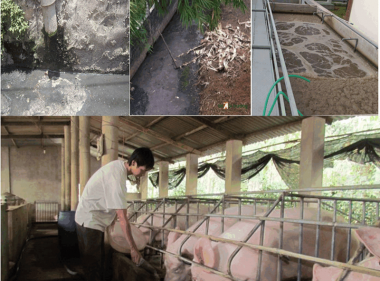 Vi phạm quy định về xử lý chất thải chăn nuôi bị phạt như thế nào?