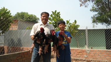 Trại gà Đỗ Khái thành công với gà Đông Tảo
