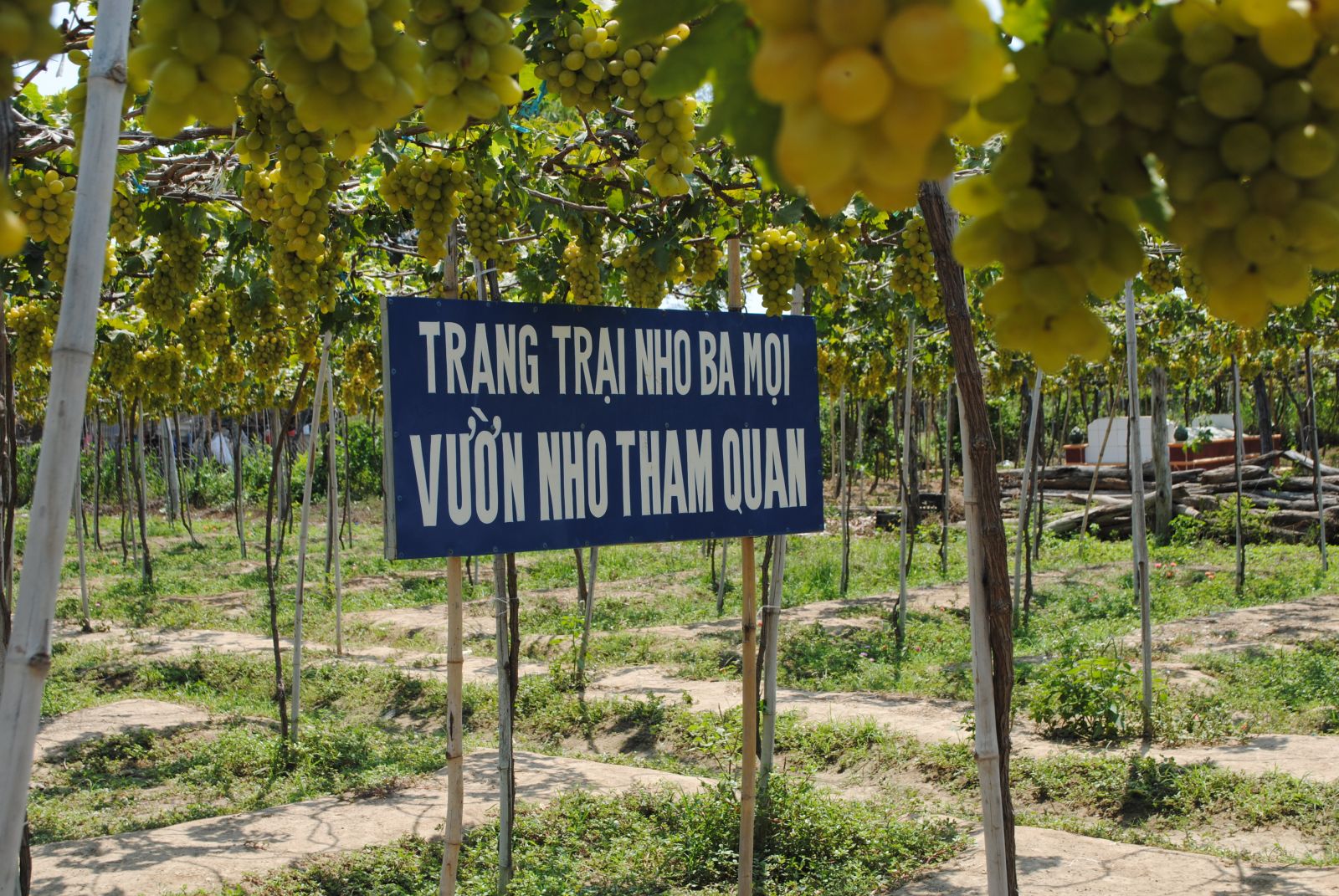 Thịnh hành tour du lịch nông nghiệp ở Ninh Thuận | Tạp chí Kinh tế và Dự báo