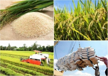 Xuất khẩu gạo đang đà thuận lợi