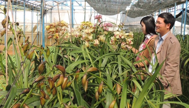 "Trái ngọt" sau 3 năm triển khai HTX Rau hoa xứ lạnh Thanh niên Măng Đen