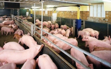 Bộ Công Thương cảnh báo rủi ro việc xuất lợn sang Trung Quốc