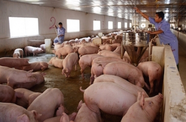 Nhập khẩu thịt lợn không ảnh hưởng tiêu thụ trong nước