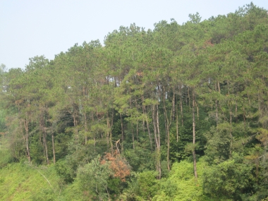 Công bố hiện trạng rừng toàn quốc năm 2016