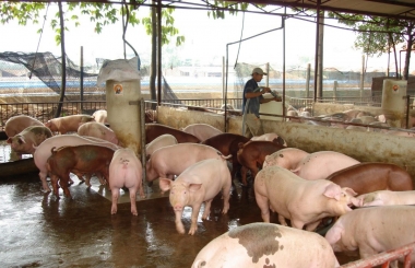 Doanh nhân hiến kế tìm đầu ra cho ngành chăn nuôi lợn