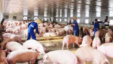 Gia hạn nợ cho các khách hàng vay vốn chăn nuôi lợn