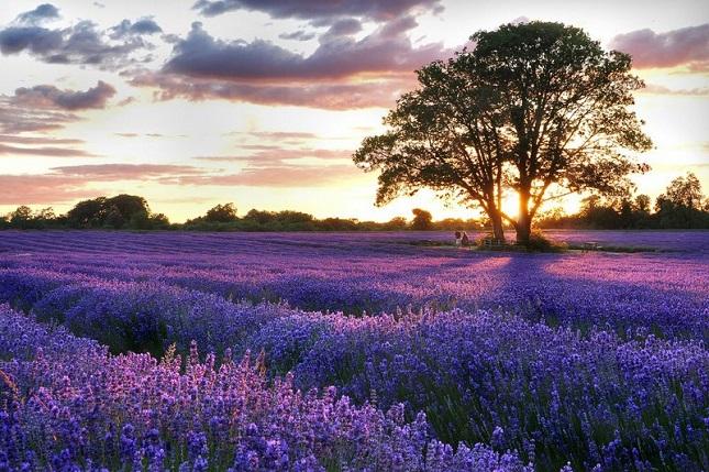 Mê mẩn với 5 cánh đồng hoa nổi danh nhất thế giới | Tạp chí Kinh tế và Dự  báo