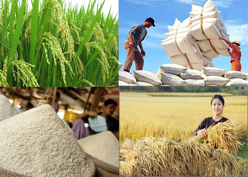 Sản xuất lúa gạo vào cuộc cạnh tranh  Báo Cần Thơ Online