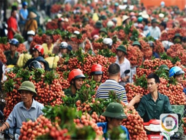 Để trái vải Việt Nam mở rộng thị trường xuất khẩu