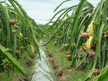 Hướng dẫn chuyển đổi cơ cấu cây trồng trên đất trồng lúa