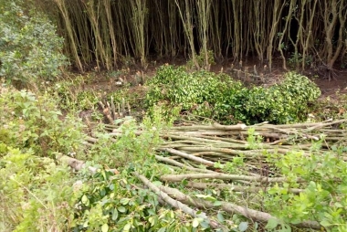 Phạt tới 100 triệu đồng đối với hành vi phá rừng trái pháp luật