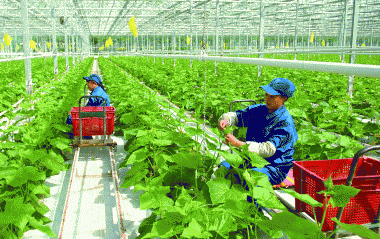 Đến năm 2030, nông nghiệp Việt Nam đứng trong số 15 nước phát triển nhất thế giới