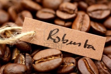 Thị trường cà phê Robusta đang thiếu nguồn cung