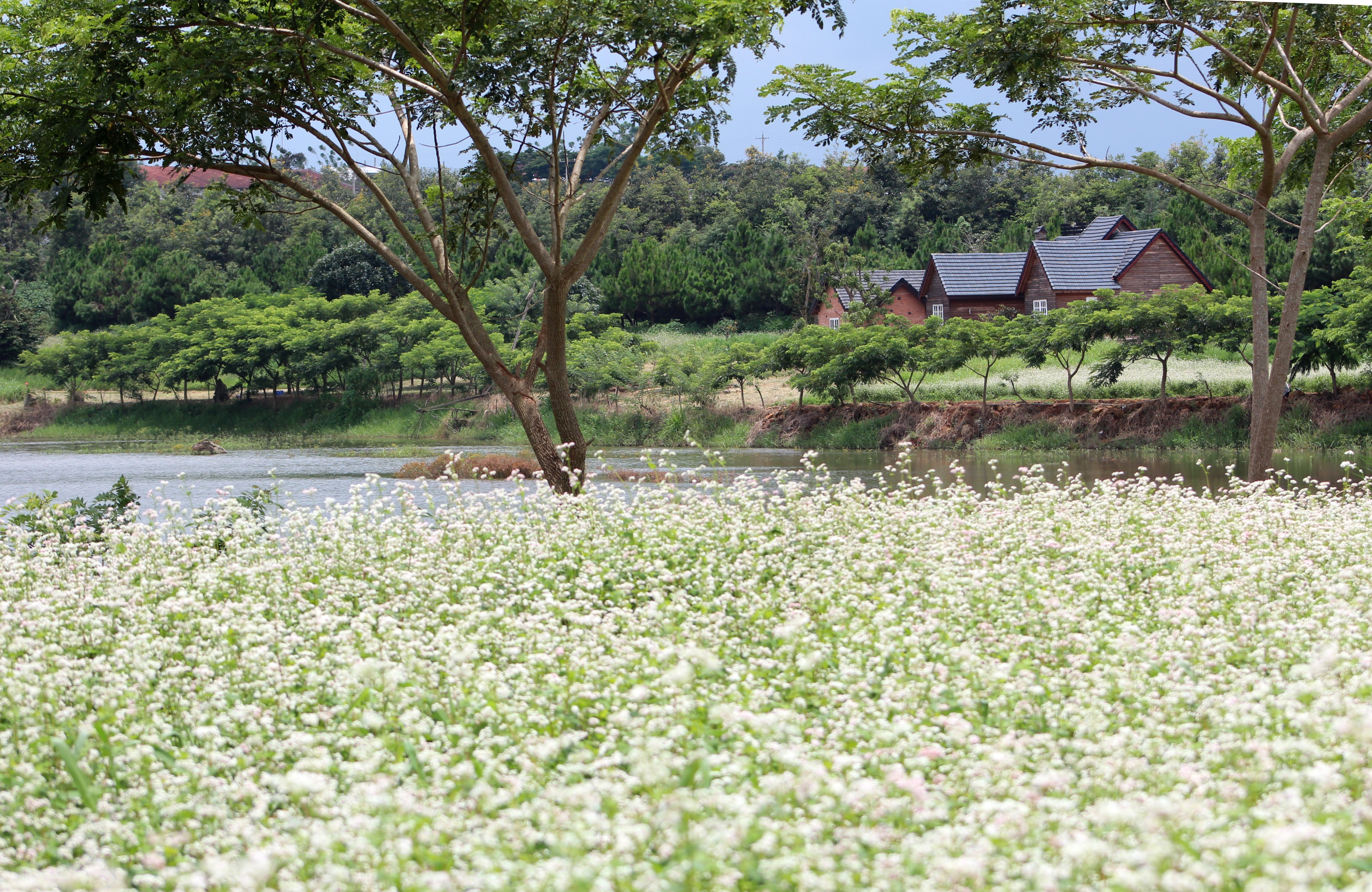 Hoa tam giác mạch nở rộ trên cao nguyên Lâm Đồng