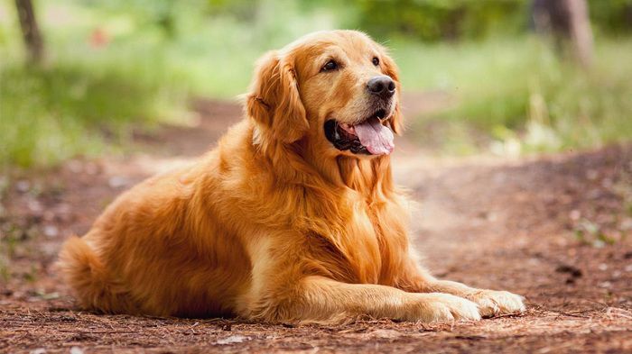 Chó golden - Những giống chó cảnh đẹp nhất | Loài chó đẹp nhất thế giới