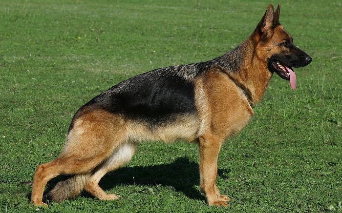 Chó becgie - Những giống chó cảnh đẹp nhất | Loài chó đẹp nhất thế giới