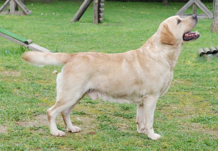 chó labrador - Những giống chó cảnh đẹp nhất | Loài chó đẹp nhất thế giới