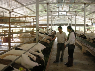 Chăn nuôi giống Dê Thái ở Lâm Đồng - Mô hình cần được nhân rộng trong phát triển KTTT của thanh niên