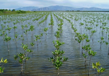 2,05 triệu USD phát triển hệ sinh thái rừng ngập mặn Thái Bình