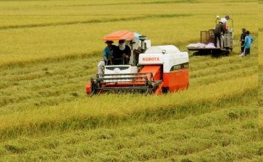 Triển vọng cung cầu gạo thế giới niên vụ 2015/16
