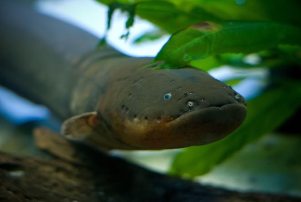 Lươn điện có khả năng phóng điện làm tê liệt con mồi, và thắp sáng dưới mặt nước để nhìn được xung quang.